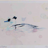 A4 smew male