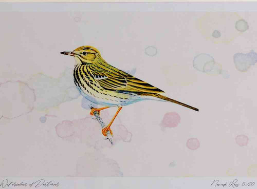 A4 tree pipit.jpg
