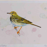 A4 tree pipit