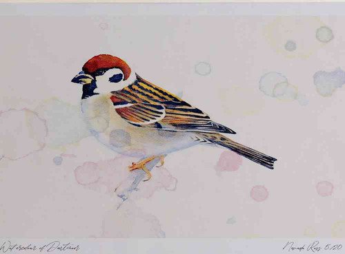 A4 tree sparrow.jpg