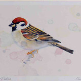 A4 tree sparrow