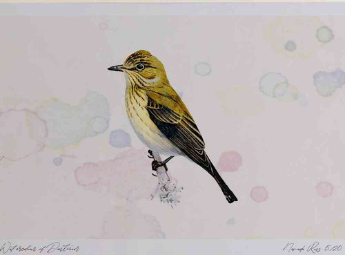 A4 spotted flycatcher.jpg