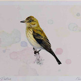 A4 spotted flycatcher