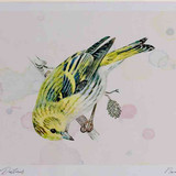 A4 siskin female