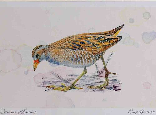 A4 spotted crake adult.jpg