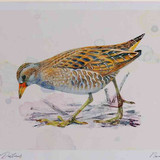 A4 spotted crake adult
