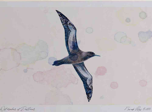 A4 sooty shearwater inflight.jpg