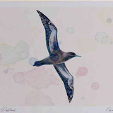 A4 sooty shearwater inflight