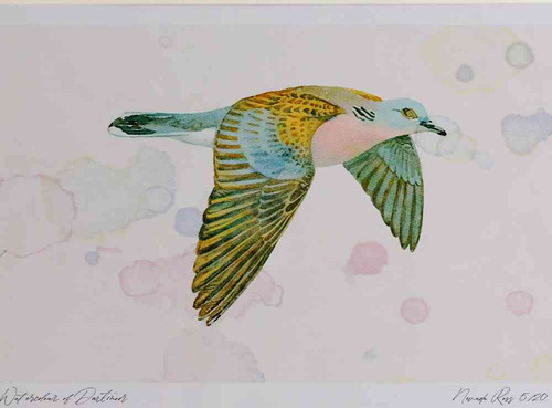 A4 turtle dove inflight.jpg