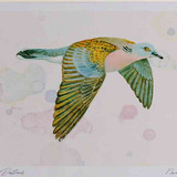 A4 turtle dove inflight
