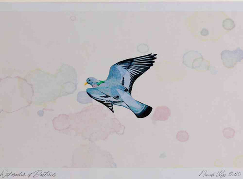 A4 stock dove inflight.jpg