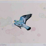 A4 stock dove inflight