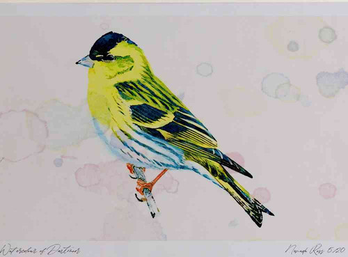 A4 siskin male.jpg