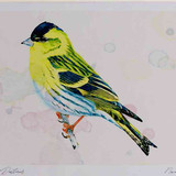 A4 siskin male