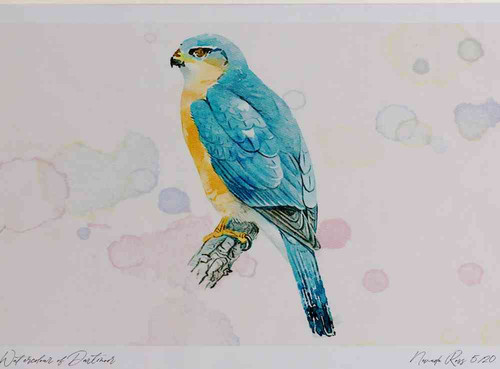A4 sparrowhawk male.jpg