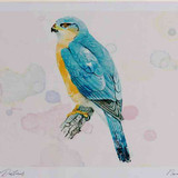 A4 sparrowhawk male