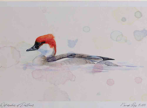 A4 smew female.jpg