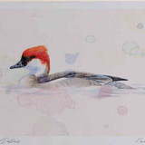 A4 smew female