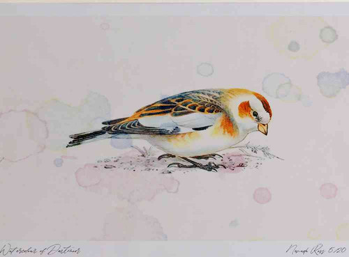 A4 snow bunting female firstwinter.jpg