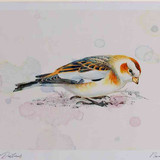 A4 snow bunting female firstwinter