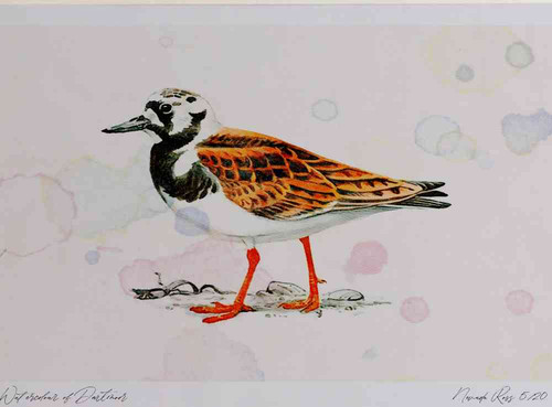A4 turnstone breeding plumage.jpg
