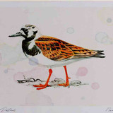 A4 turnstone breeding plumage