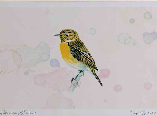 A4 stonechat female.jpg