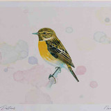 A4 stonechat female