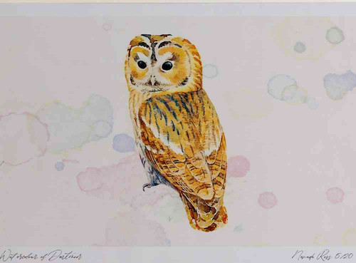 A4 tawny owl adult.jpg