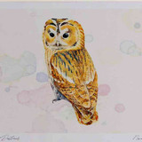 A4 tawny owl adult