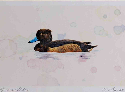 A4 tufted duck female.jpg