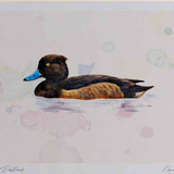 A4 tufted duck female