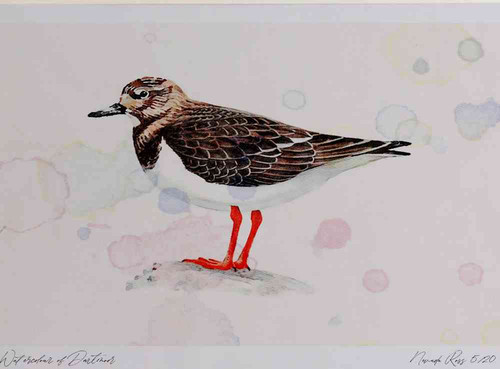 A4 turnstone nonbreeding plumage.jpg