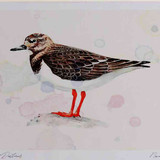 A4 turnstone nonbreeding plumage