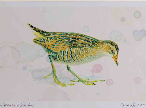A4 spotted crake juvenile.jpg