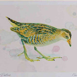 A4 spotted crake juvenile
