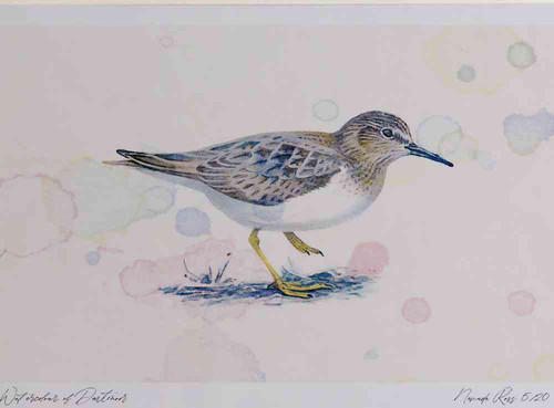 A4 temminck s stint.jpg