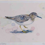 A4 temminck s stint