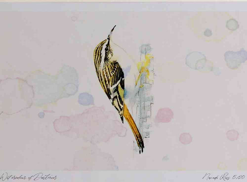 A4 treecreeper.jpg