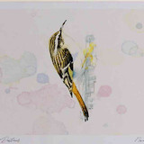 A4 treecreeper