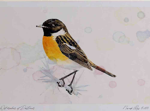A4 stonechat male.jpg