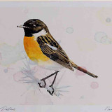 A4 stonechat male