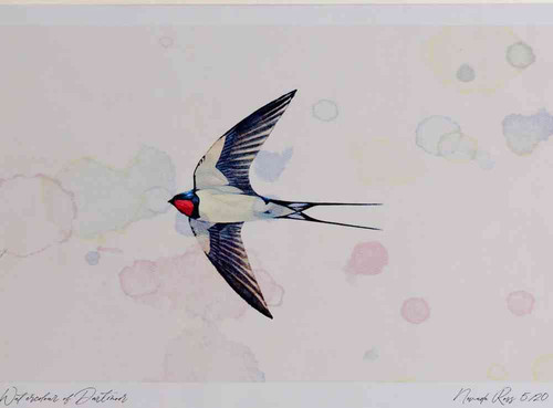 A4 swallow.jpg