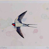 A4 swallow