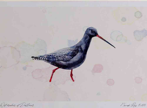 A4 spotted redshank breeding plumage.jpg