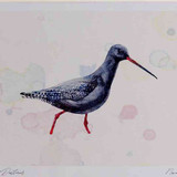 A4 spotted redshank breeding plumage