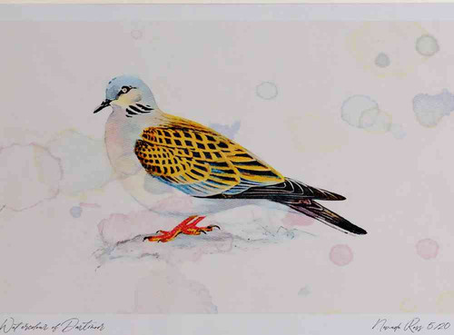 A4 turtle dove.jpg
