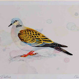 A4 turtle dove