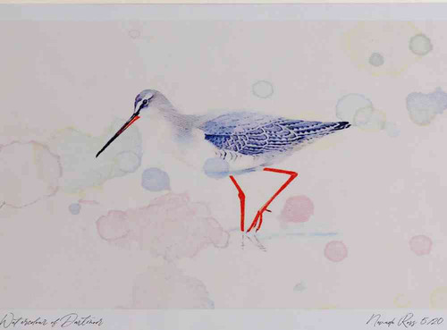 A4 spotted redshank nonbreeding plumage.jpg