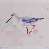 A4 spotted redshank nonbreeding plumage